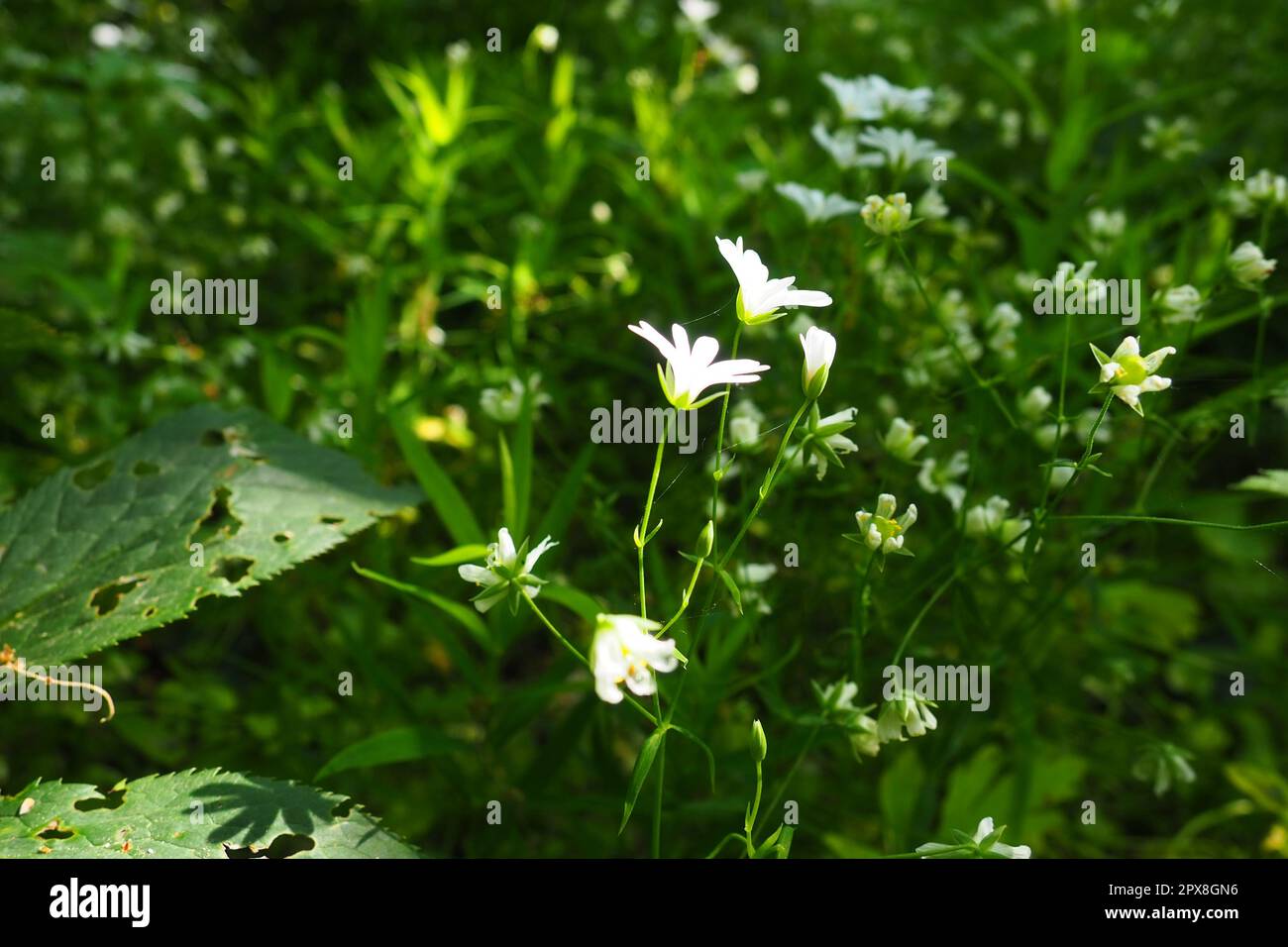 Starflower Stellaria is a genus of flowering plants in the Carnation family. Wood louse plant. White flowers in the forest. Fruska Gora, Serbia. beaut Stock Photo