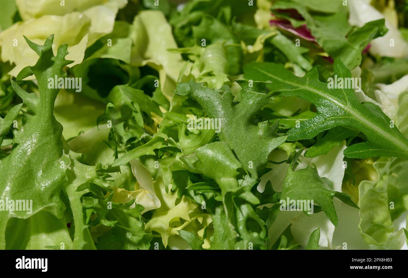 Mix of lettuce leaves escariole, frisee, radicchio, arugula on a white