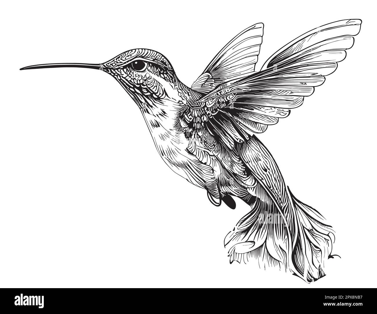 Hummingbird bird ,hand drawn sketch in doodle style illustration Stock ...