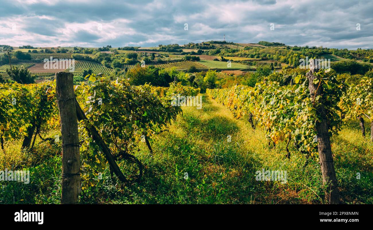 Vineyard region landscape in summer. Countryside with grape vines