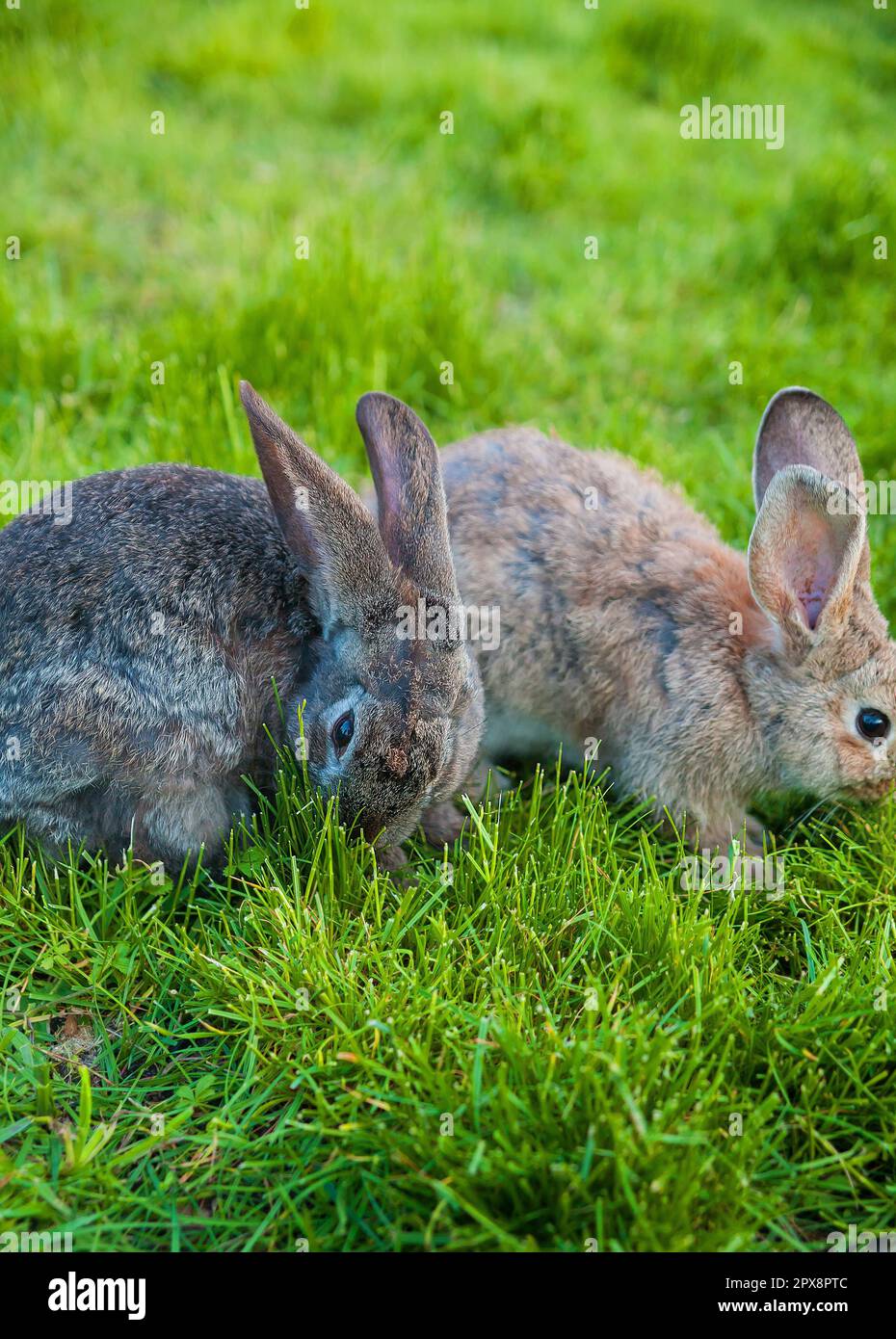 two rabbits eat grass in the garden Stock Photo Alamy