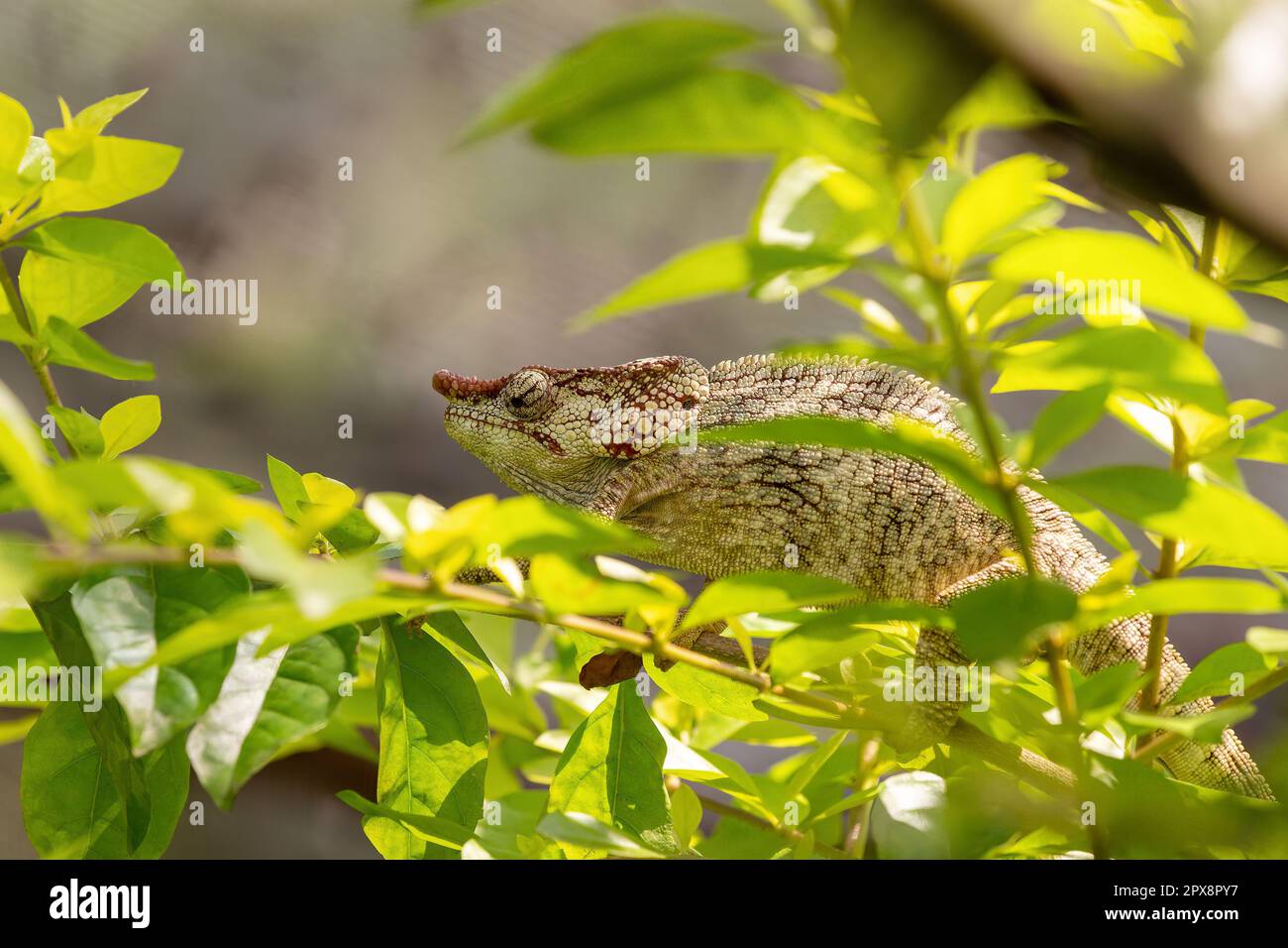 Male of Short-horned chameleon (Calumma brevicorne), Endemic animal hiding in rain forest. Reserve Peyrieras Madagascar Exotic, Madagascar wildlife an Stock Photo
