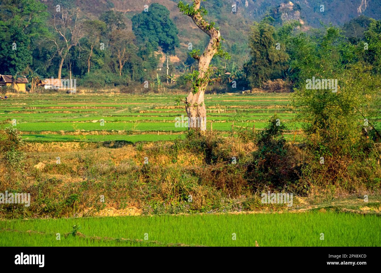 Scanned slide of historical color photograph of rice fields in Vietnam ...