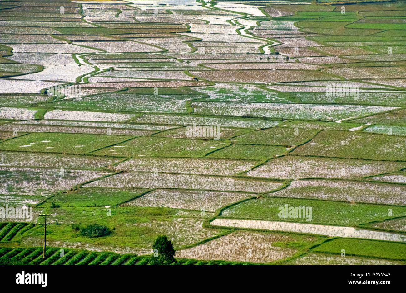 Scanned slide of historical color photograph of rice fields in Vietnam ...