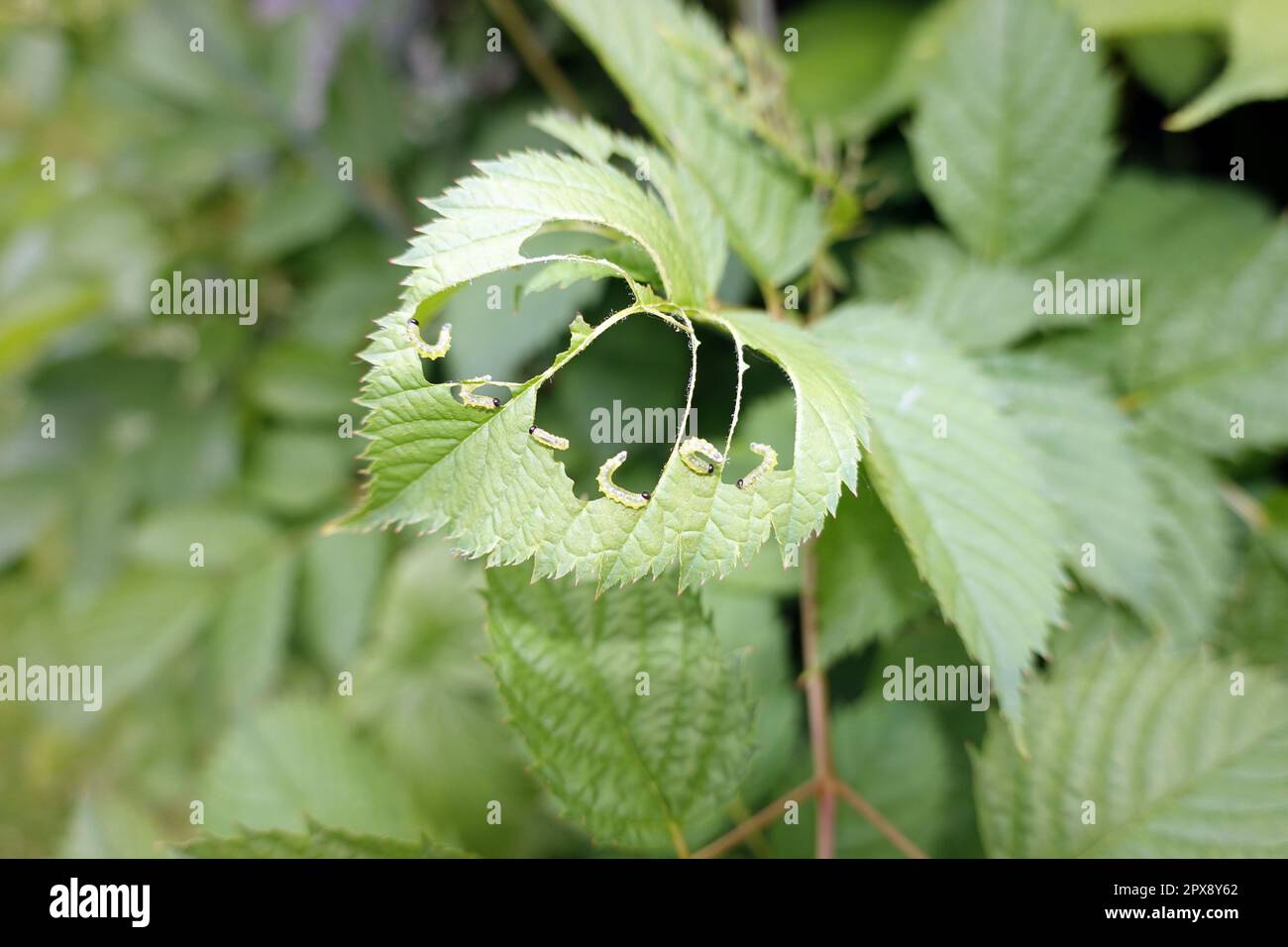 Blattwespen-Larven (Tenthredinidae) fressen die Blätter eines Wald-Geissbart (Aruncus dioicus) Stock Photo