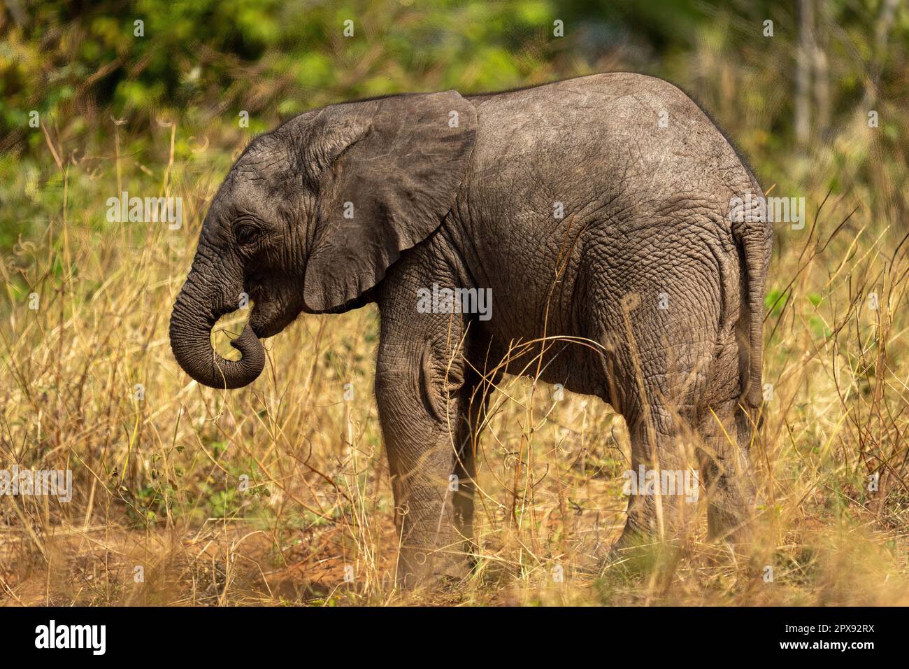 Baby African bush elephant standing curling trunk Stock Photo - Alamy