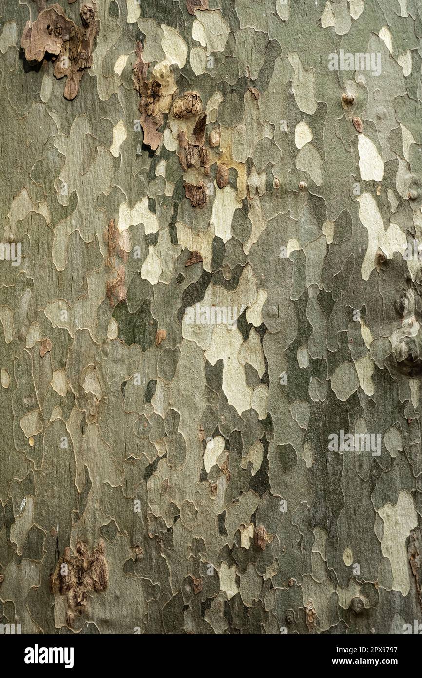 A closeup of a tree bark with beige and green scales in camouflage