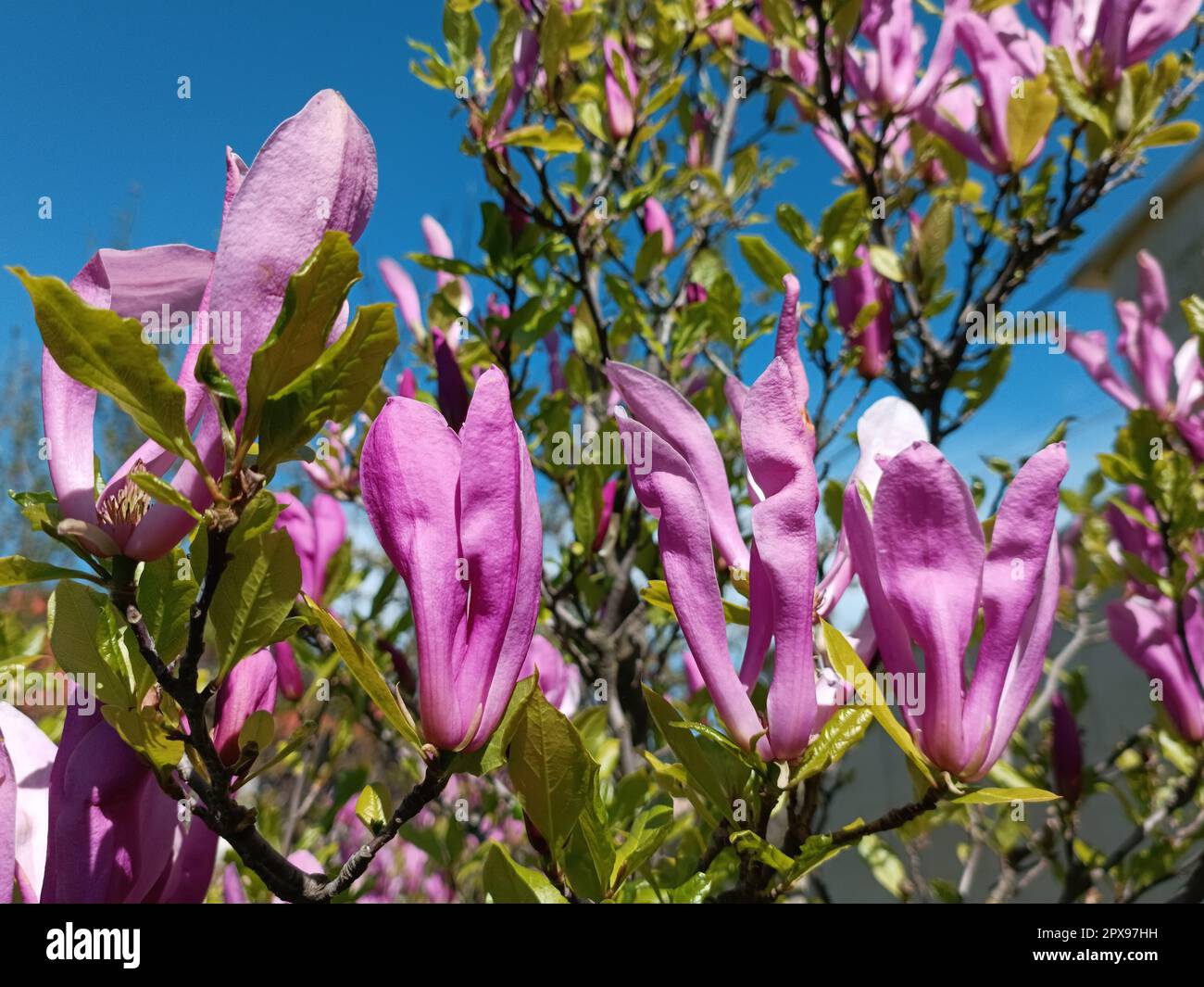 Pink magnolia flowers closeup. Blooming magnolia branch. Nature background. Stock Photo