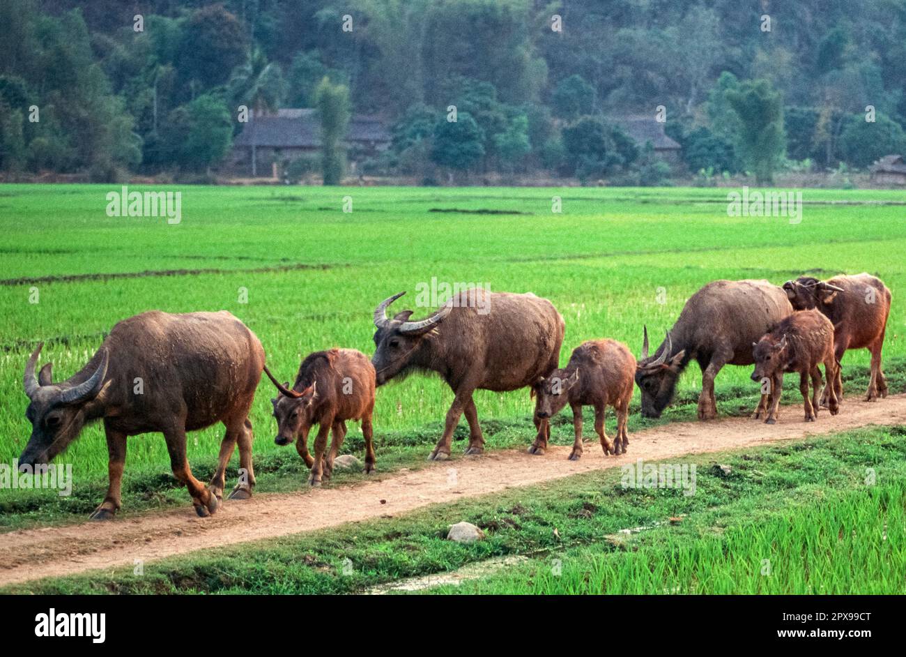 Scanned slide of a historical color photograph of a group of water