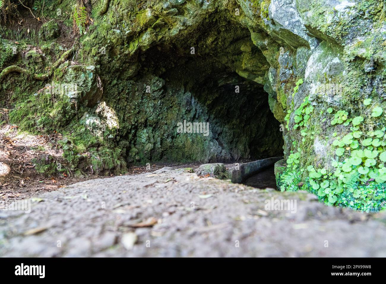 Hiking path in the forest in Levada do Caldeirao Verde Trail, Madeira ...