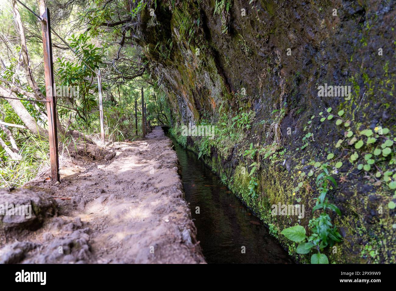 Hiking path in the forest in Levada do Caldeirao Verde Trail, Madeira ...