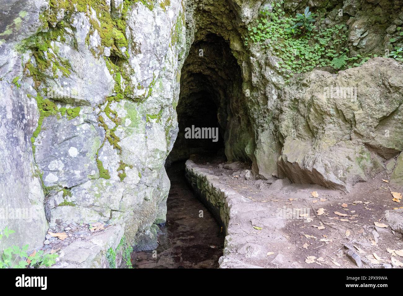 Hiking path in the forest in Levada do Caldeirao Verde Trail, Madeira ...