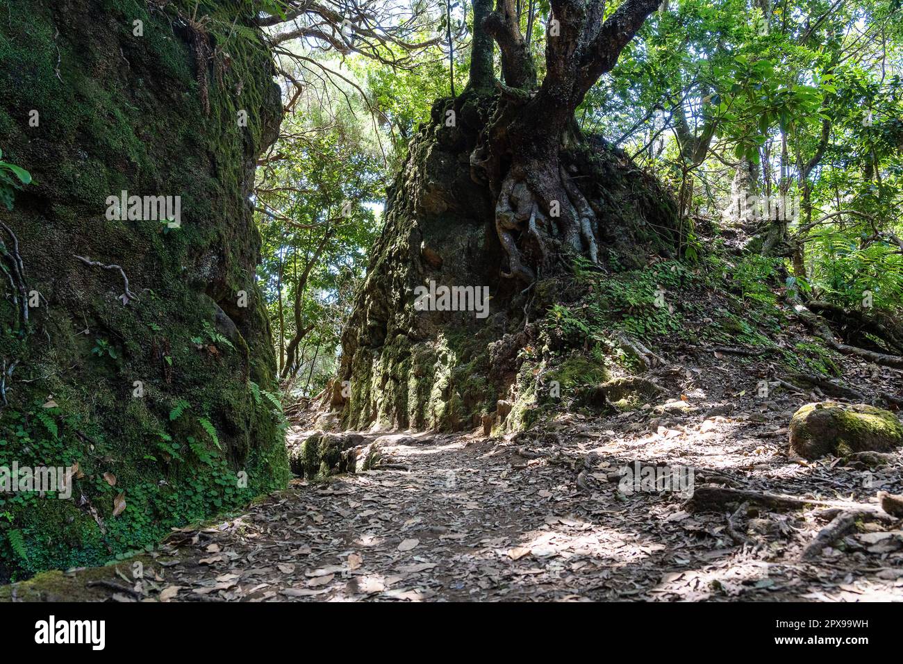 Hiking path in the forest in Levada do Caldeirao Verde Trail, Madeira ...