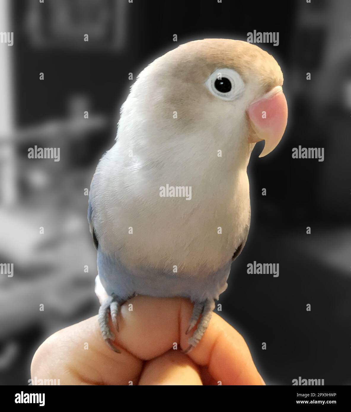 A pale blue fisheri lovebird perched on an human hand Stock Photo