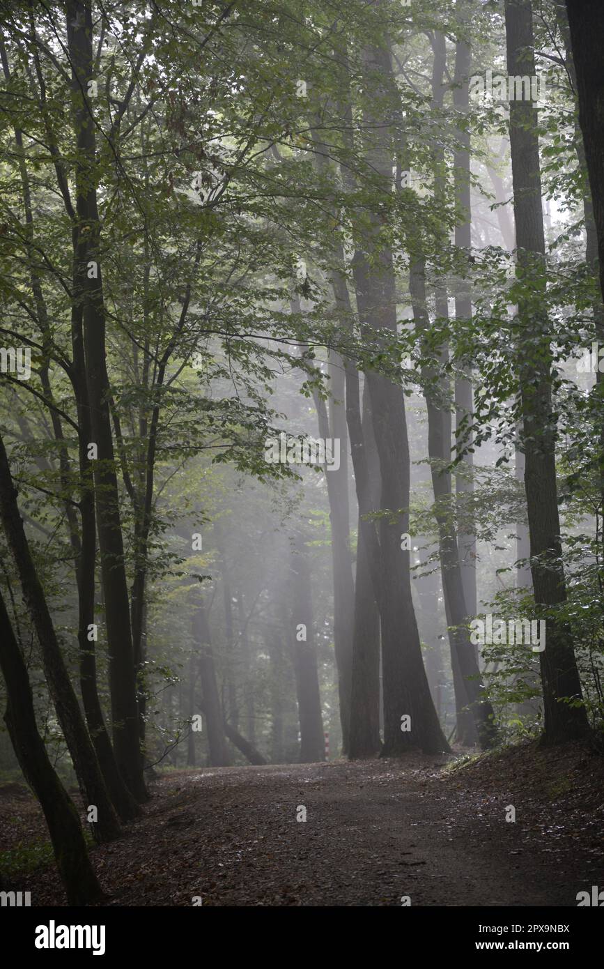 Morgennebel, Wald, nebel, morgen, waldweg, forstweg, natur, neblig, baum, bäume, weg, morgens, wetter, sommer Stock Photo