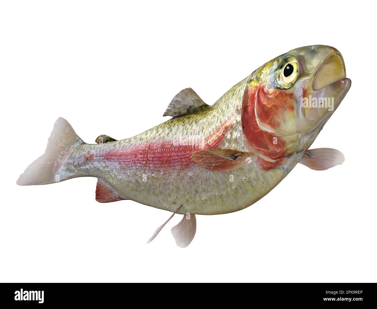 The Rainbow Trout is a popular freshwater game fish for anglers and is found in rivers, streams and lakes. Stock Photo