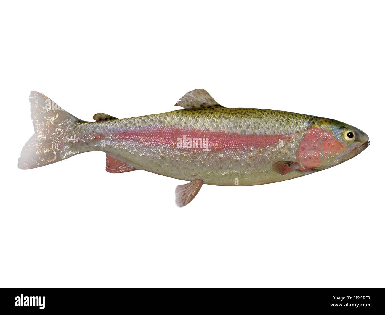 The Rainbow Trout is a popular freshwater game fish for anglers and is found in rivers, streams and lakes. Stock Photo