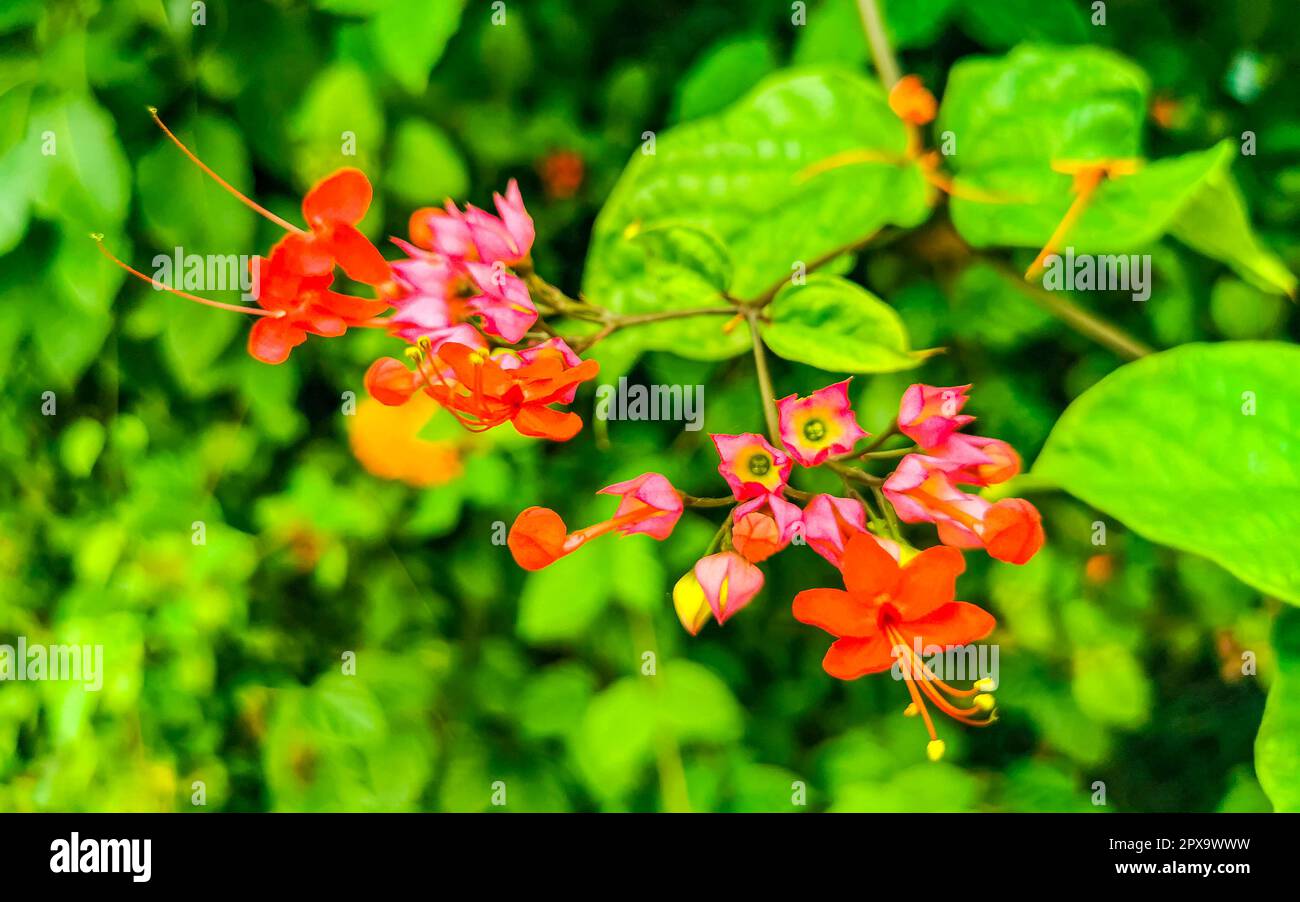 Purple pink and red flower flowers and plants plant in tropical garden