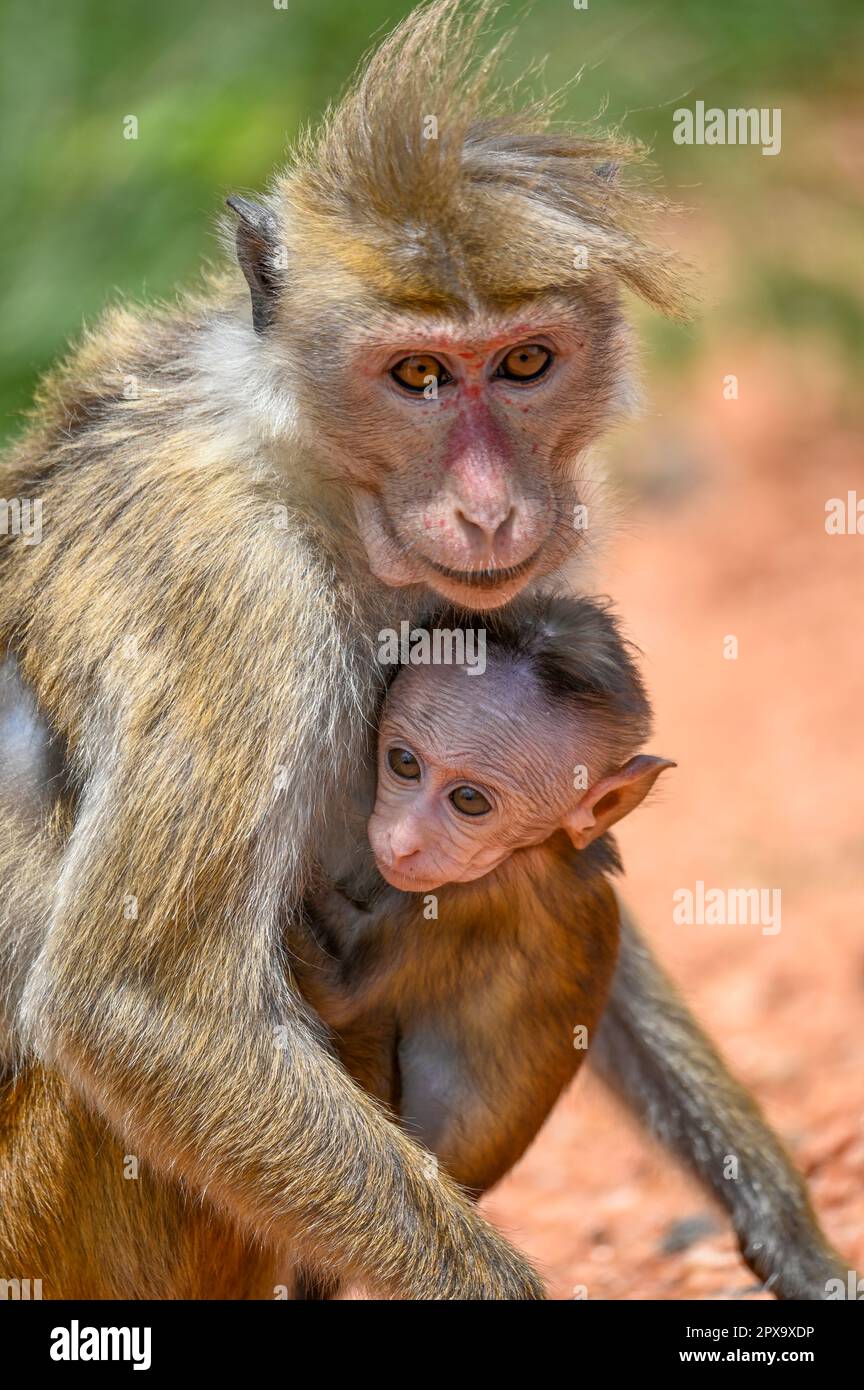 Monkey meme hi-res stock photography and images - Alamy