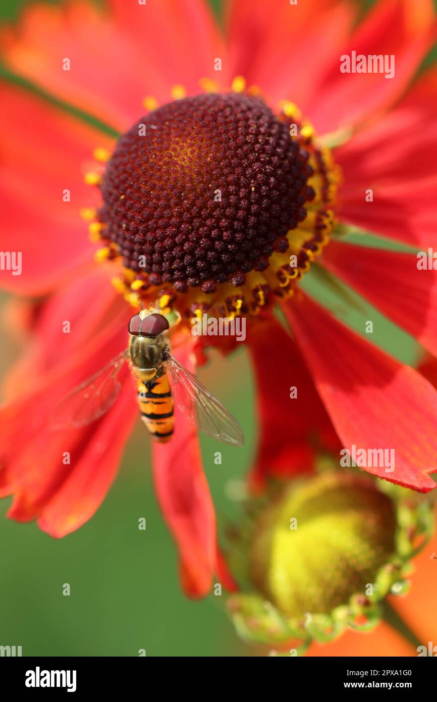 Orange sneezeweed, Helenium unknown species and variety, flowers in close up with a hoverfly, Episyrphus balteatus, and a background of blurred leaves Stock Photo