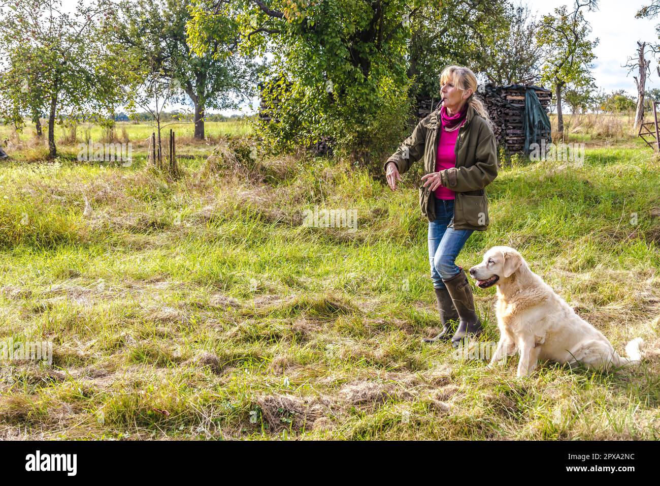 Dog trainer trains a golden retriever with dog whistle on a meadow in autumn. Stock Photo