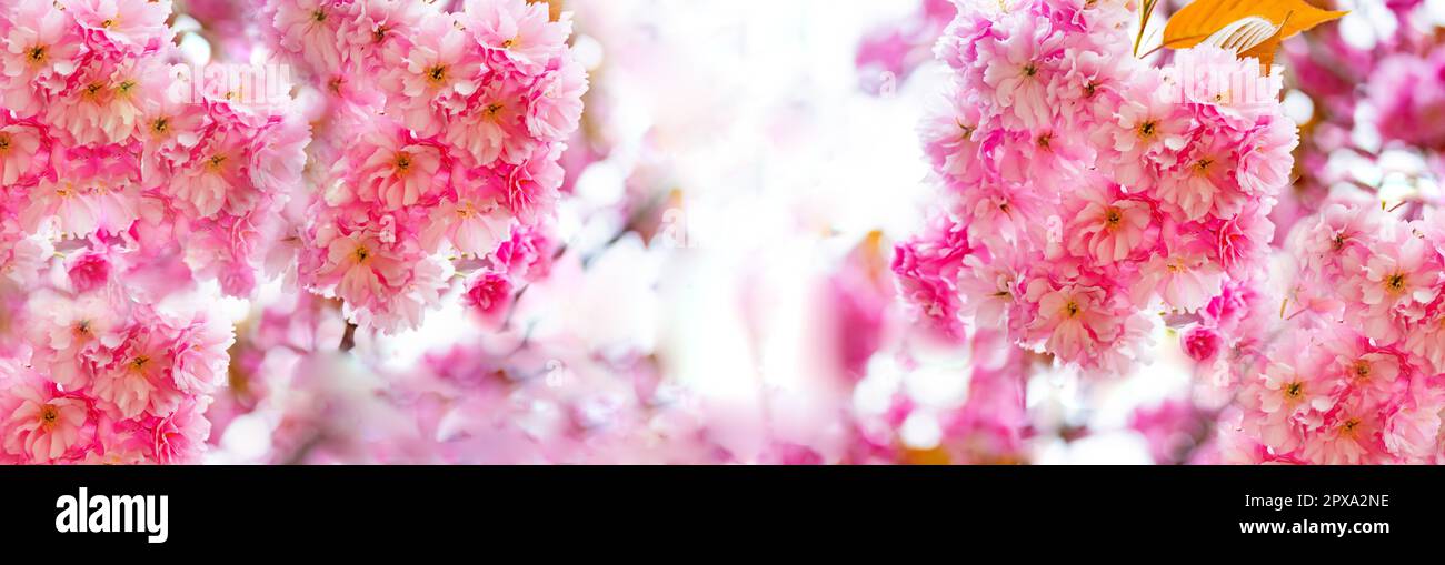 Panorama Collage from beautiful pink cherry blossums in detail on a sunny day in sprintime Stock Photo