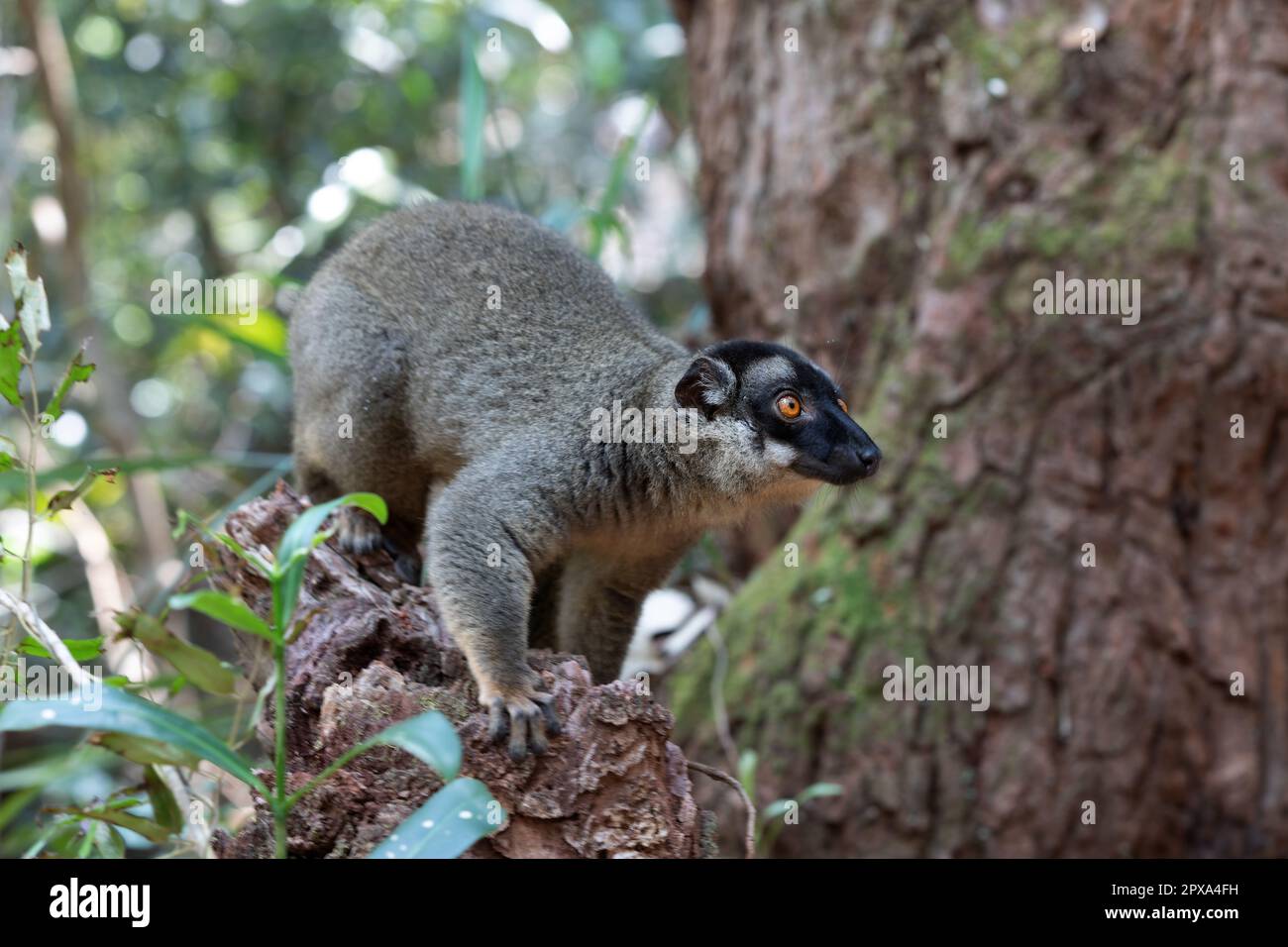 Cute Common brown lemur (Eulemur fulvus) with orange eyes. Endangered ... - Comdl Roofing Lemur Large Lemur Habitat