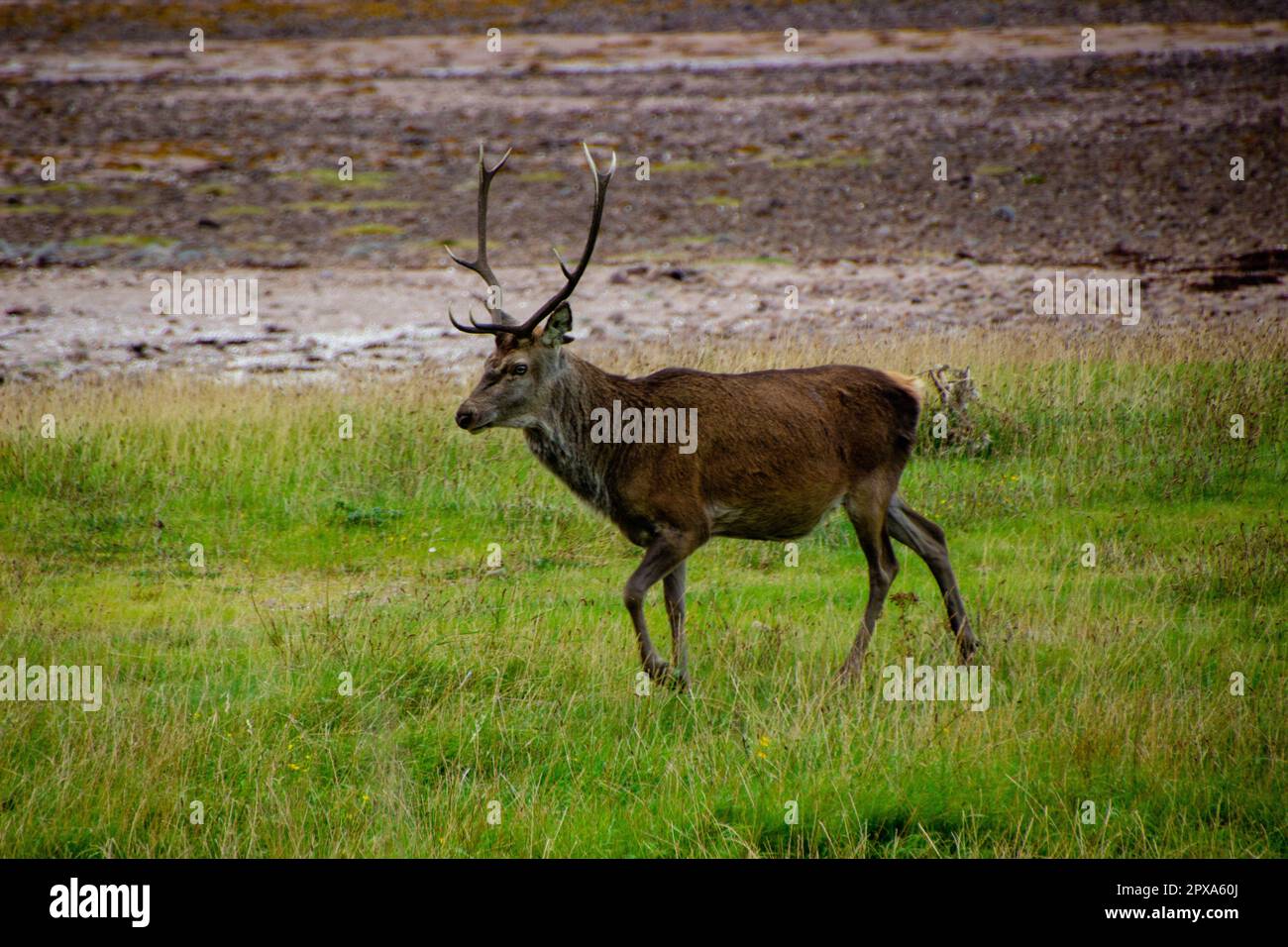 Roe deer scotland woodland spring hi-res stock photography and images ...
