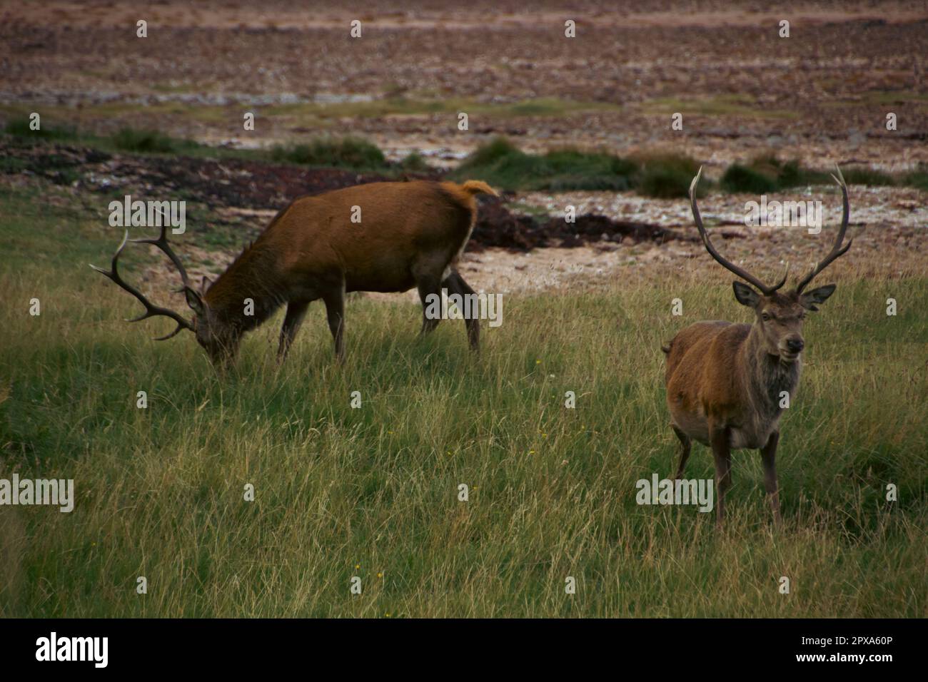 Roe deer scotland woodland spring hi-res stock photography and images ...