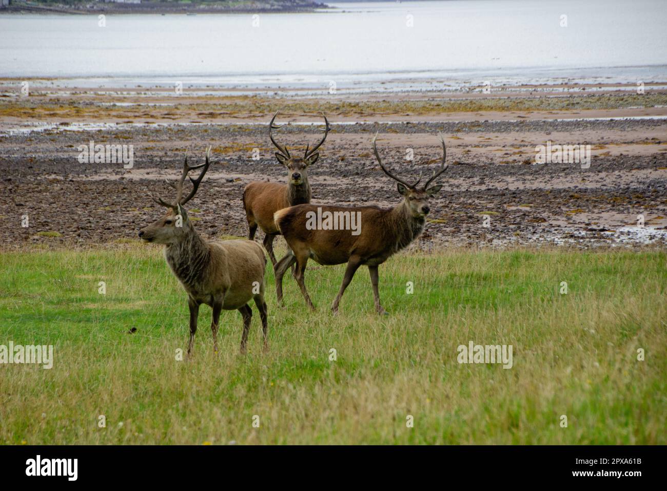 Roe deer scotland woodland spring hi-res stock photography and images ...