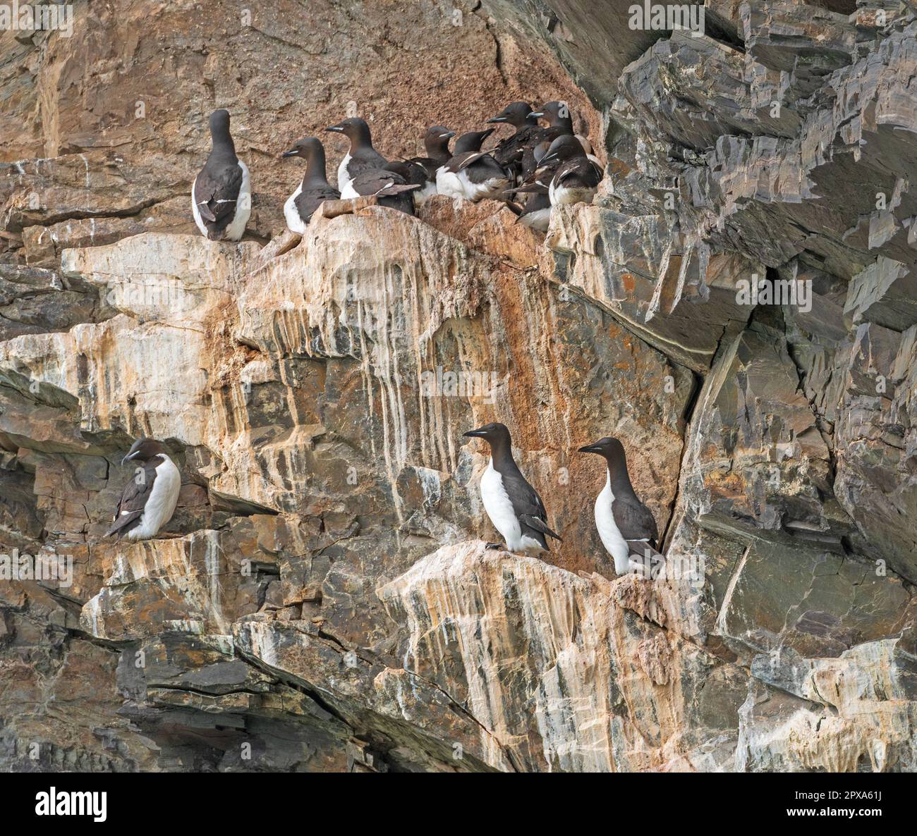 Brunnich's guillemot Colony on Seaside Cliffs in the Svalbard Islands in Norway Stock Photo