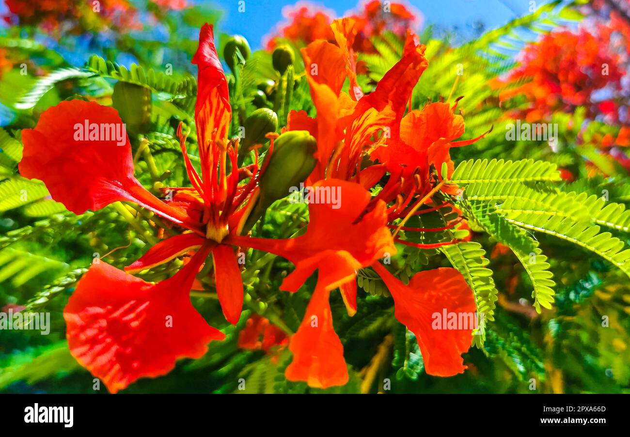 Delonix regia in red bloom hi-res stock photography and images - Alamy