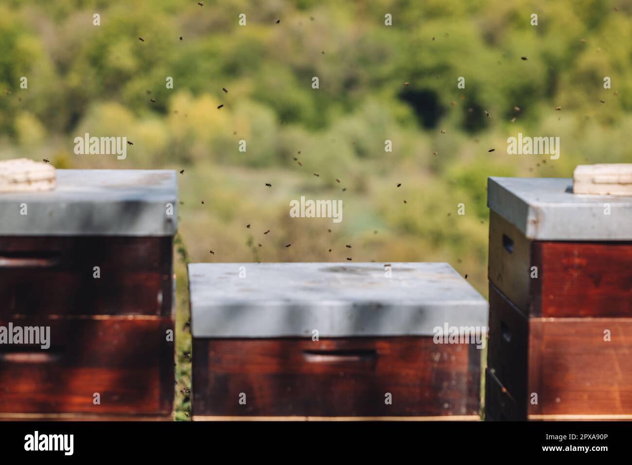 Bees flying around a beehive for apiculture in uxembourg Stock Photo