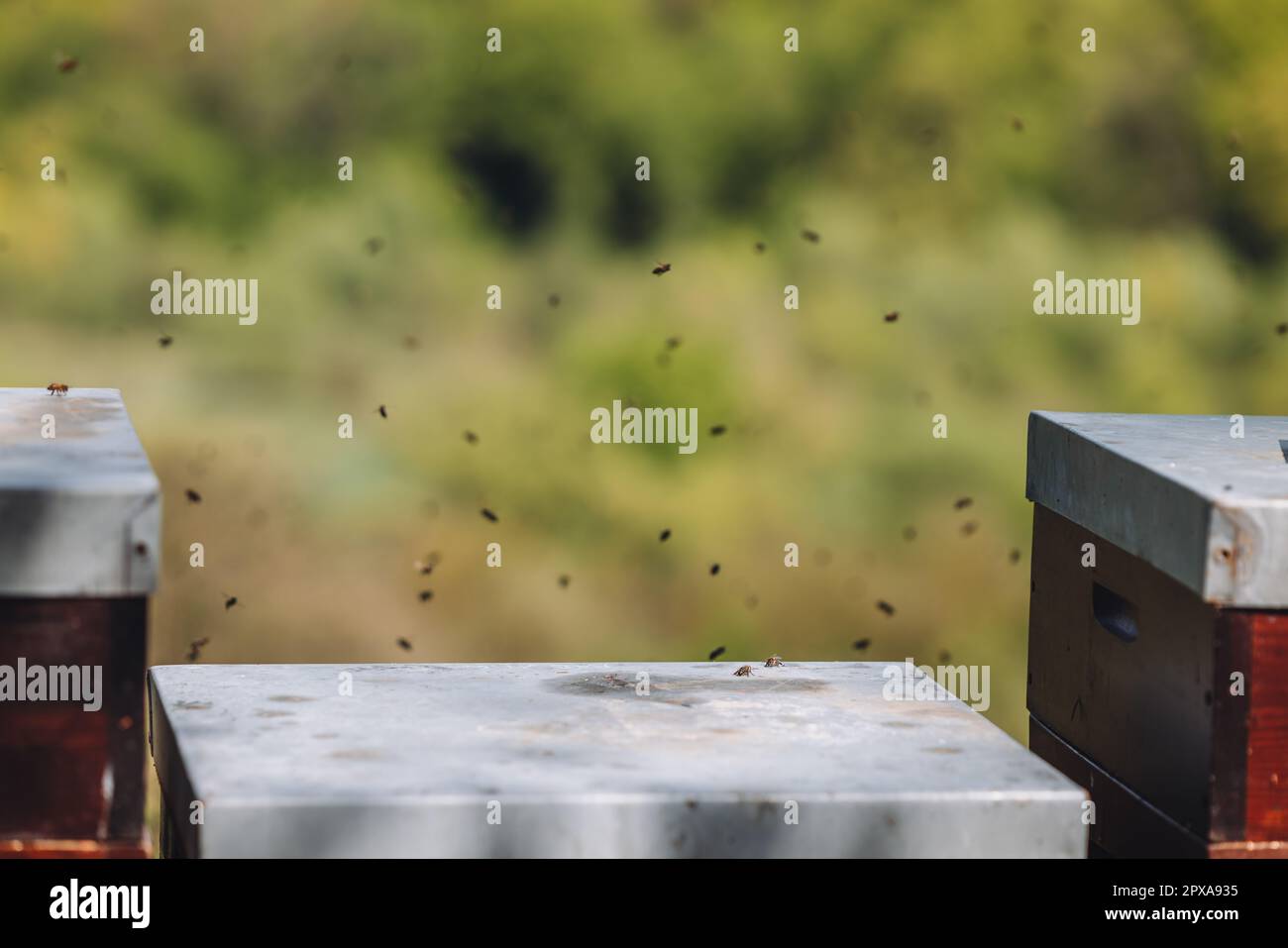 Bees flying around a beehive for apiculture in uxembourg Stock Photo