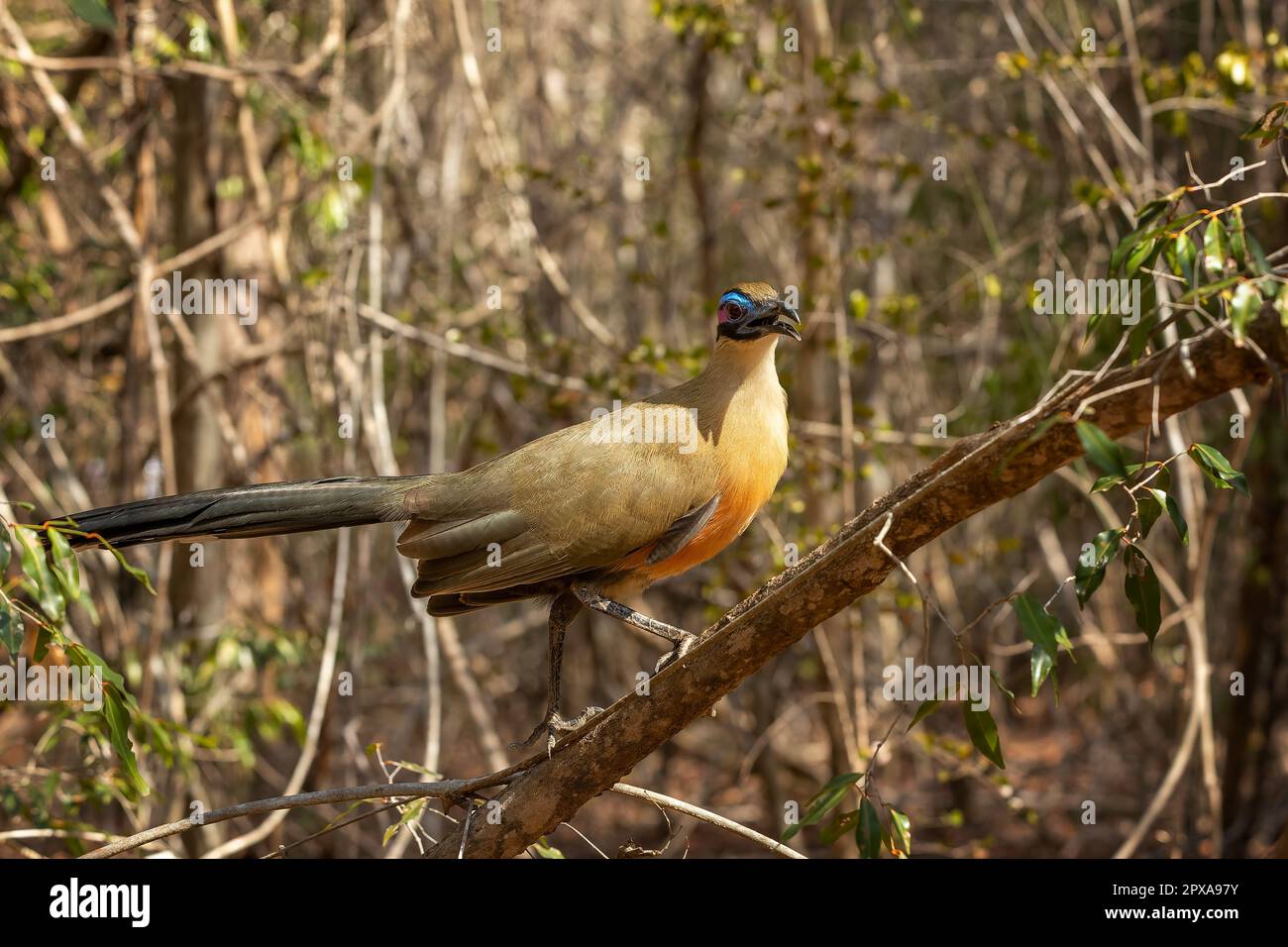 Giant coua (Coua gigas) is a bird species from the coua genus in the cuckoo family that is endemic to the dry forests of western and southern Madagasc Stock Photo