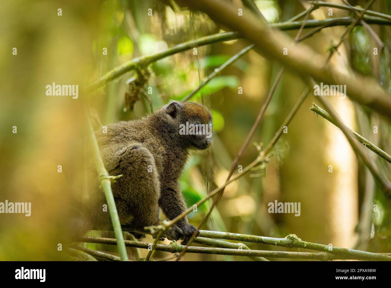 Eastern lesser bamboo lemur, (Hapalemur griseus), Endangered endemic