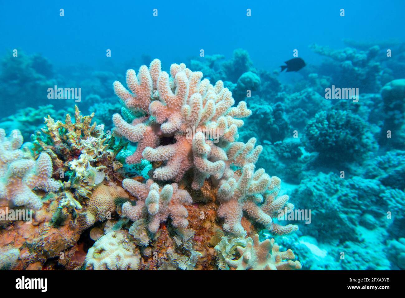 Colorful, picturesque coral reef at bottom of tropical sea, yellow Porites porites coral, underwater landscape Stock Photo