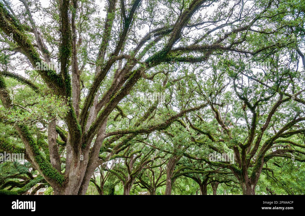 Slave quarters oak alley plantation hi-res stock photography and images ...