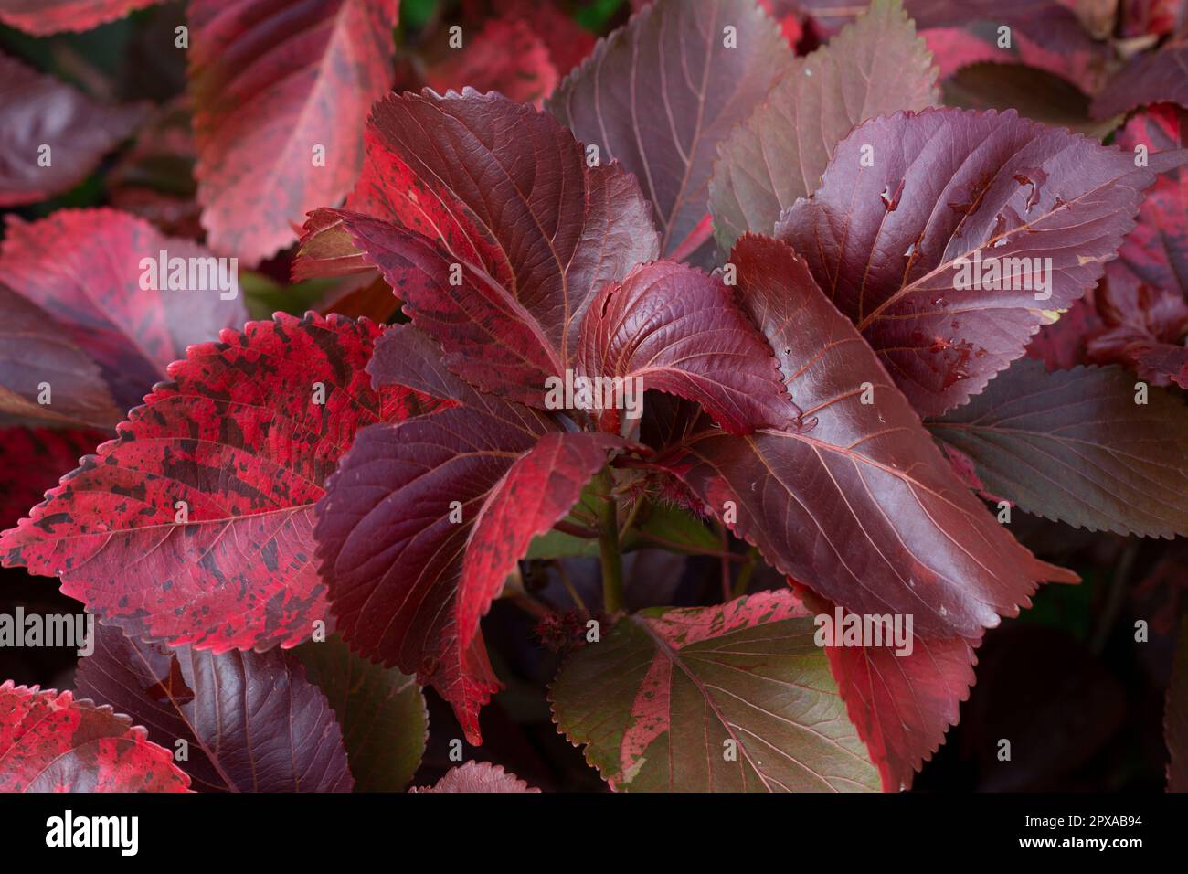 Red leaf Copperleaf or Acalypha wilkesiana or Mosaica ornamental house plant. background of red leaves Stock Photo