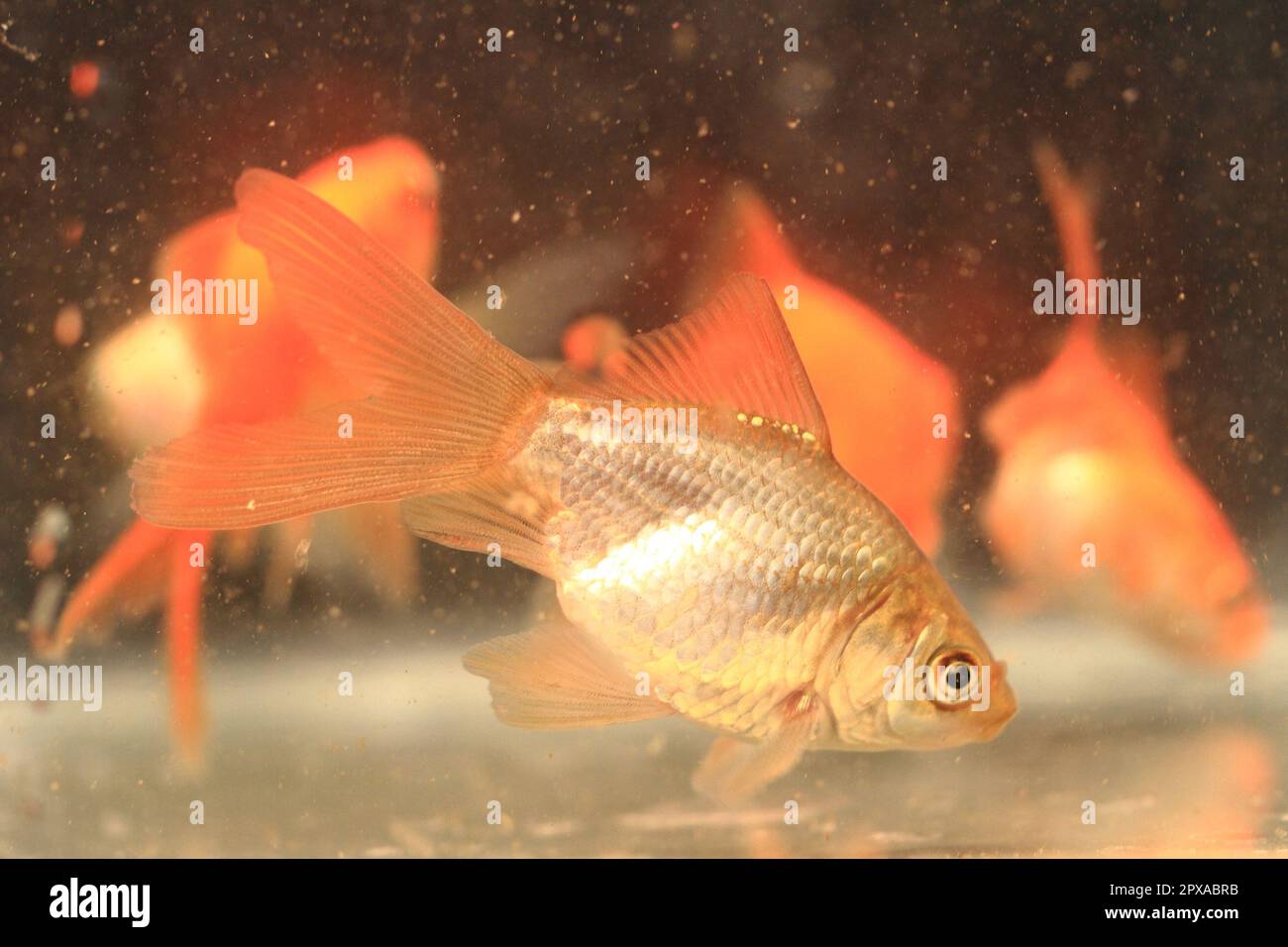 young small goldfish as most know fish Stock Photo