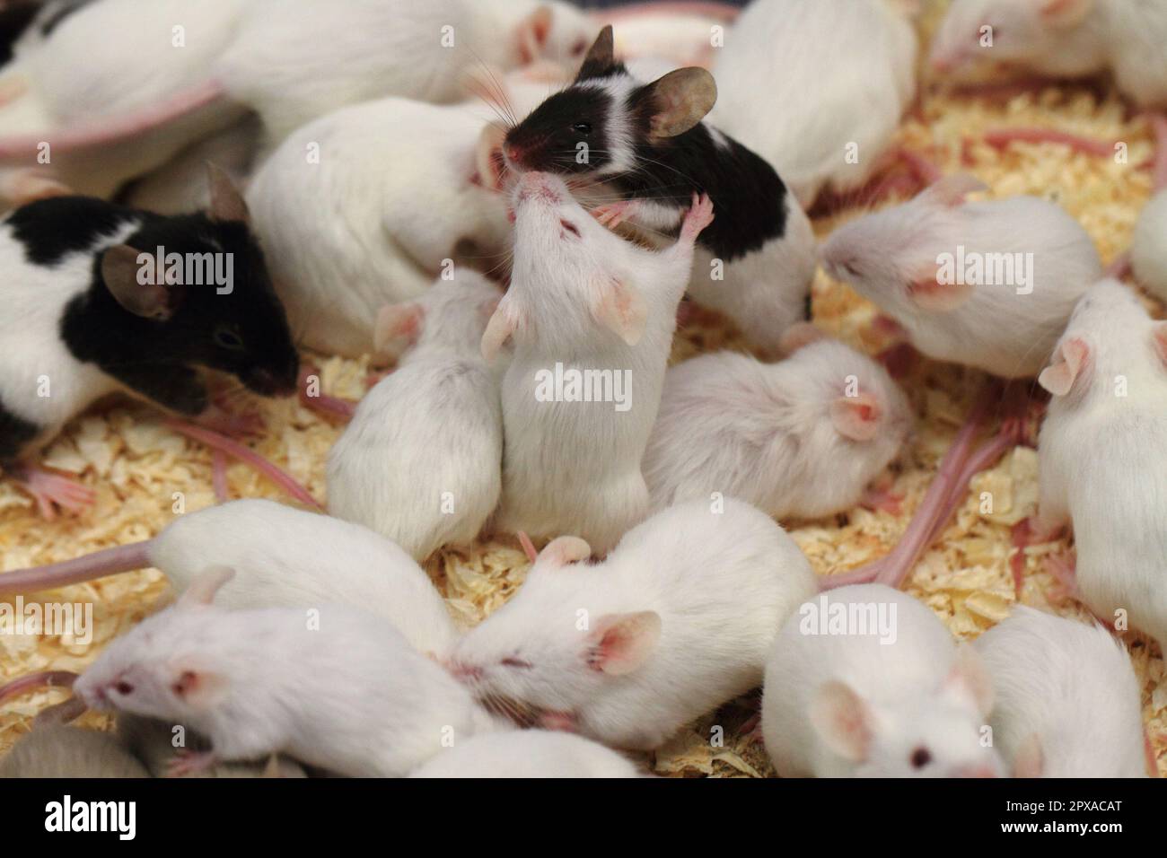 group of mouses as a food for snakes Stock Photo Alamy