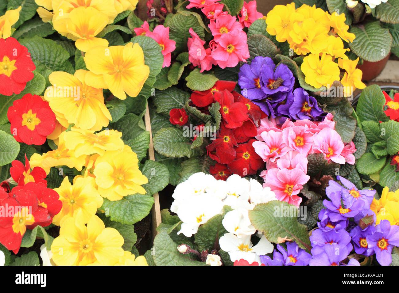 spring polyanthus flowers as very nice natural background Stock Photo