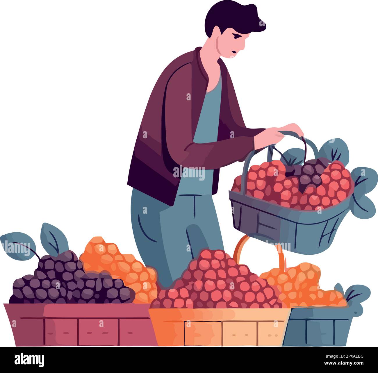 Organic farmer harvesting fresh berry fruit collection Stock Vector ...