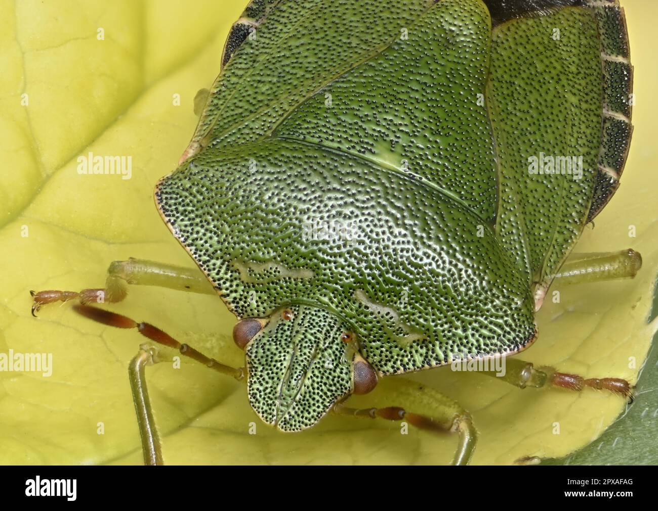 Common Green Shield Bug / Green Stink Bug (Palomena prasina Stock Photo