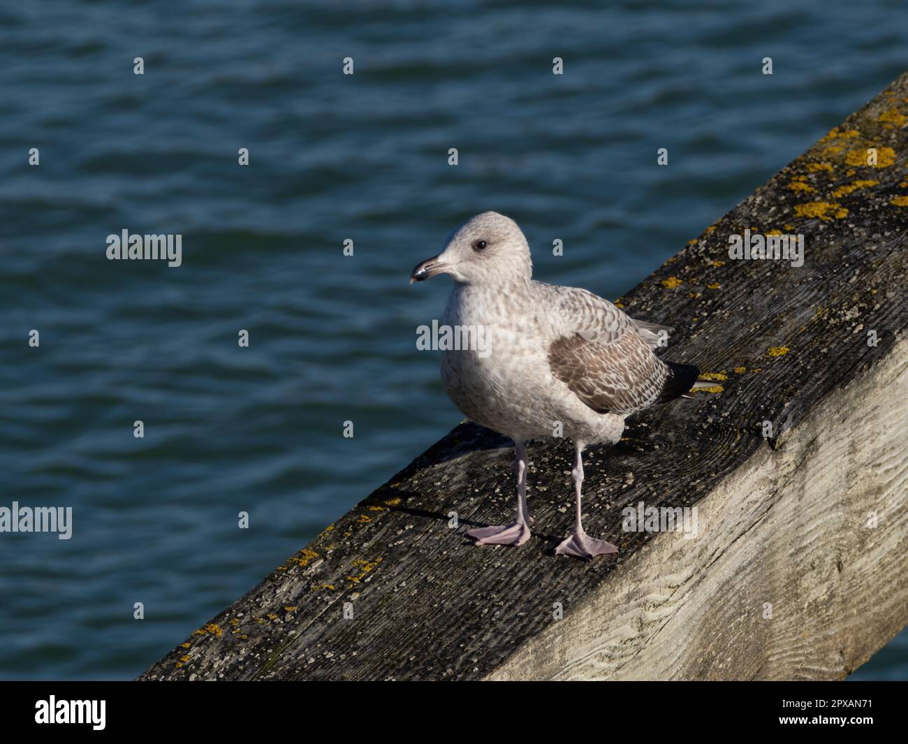 First Winter Herring Gull on jetty in Newhaven Harbour, Sussex, England. Stock Photo