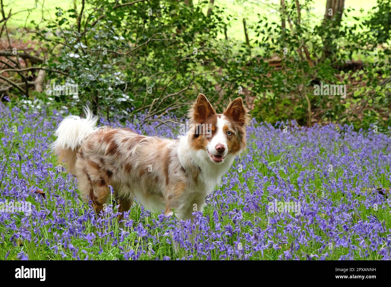 A tri coloured red merle border collie stood in bluebell woods, Surrey, UK Stock Photo Alamy
