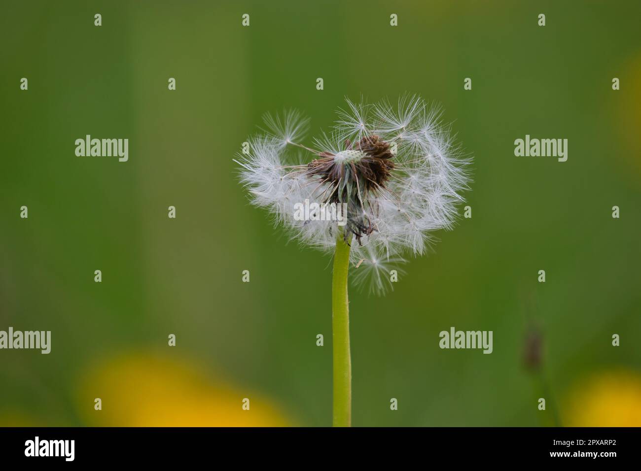 half dandelion with blurry background Stock Photo