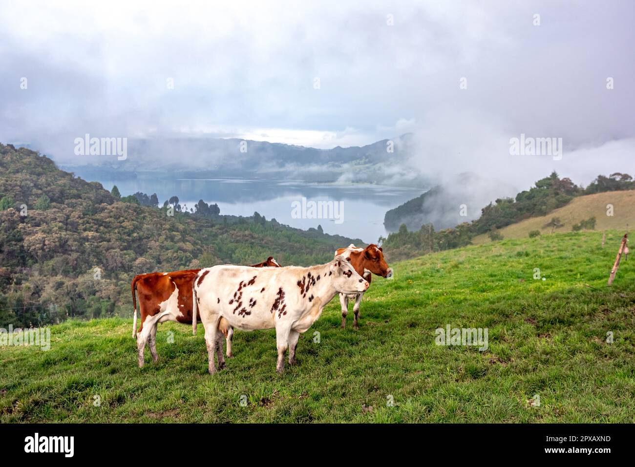 cows on a meadow in a beautiful landscape Stock Photo - Alamy