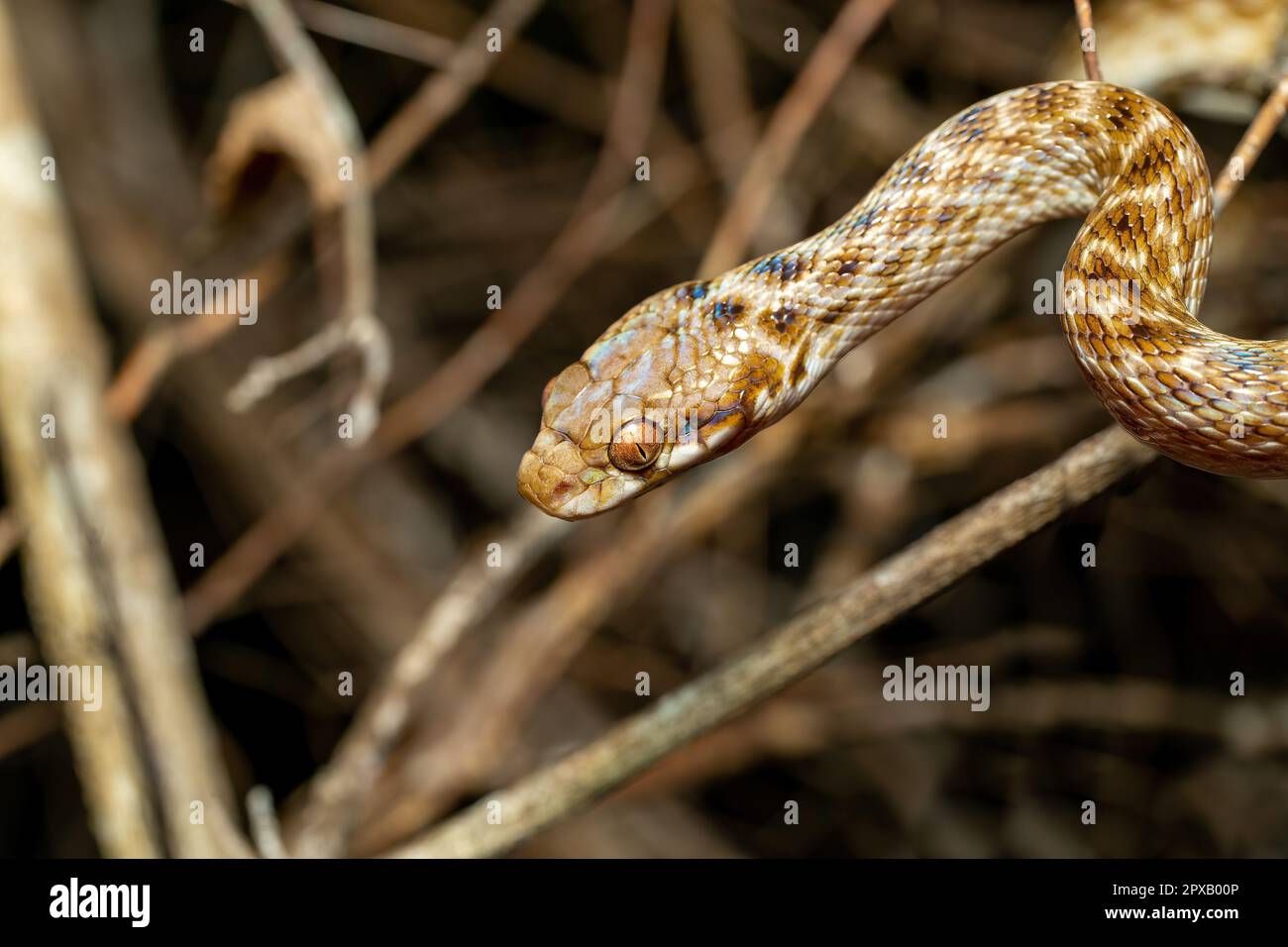 Cateyed Snake, Madagascarophis colubrinus is a species of snake of the