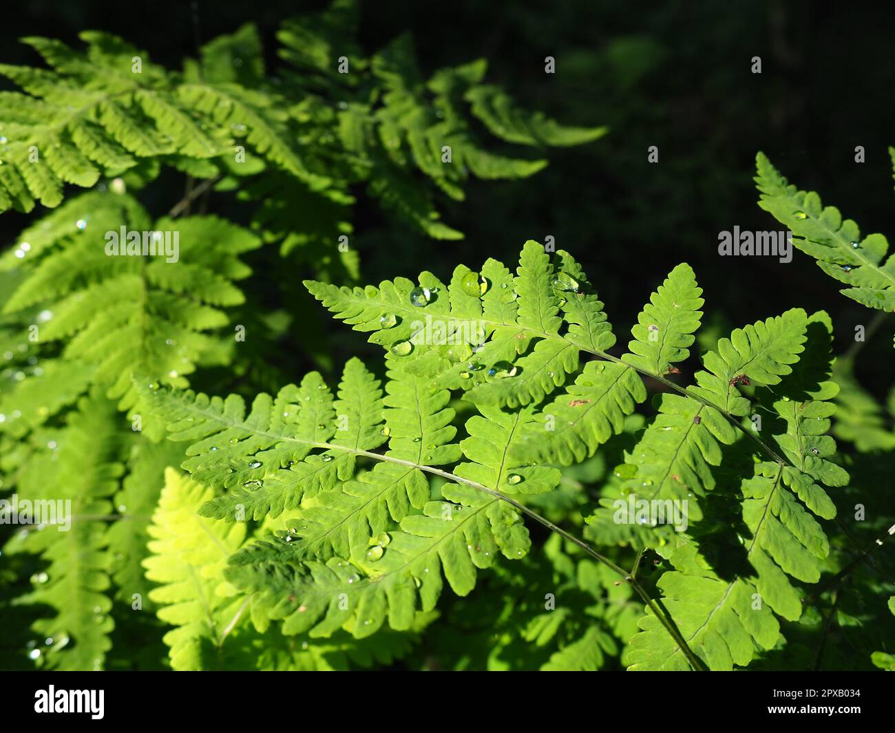 Drops of rain or dew on fern leaves. Beautiful, light, graceful fern branches. Close up. Ferns of the lower tier of the forest. Sunbeams in the taiga. Stock Photo